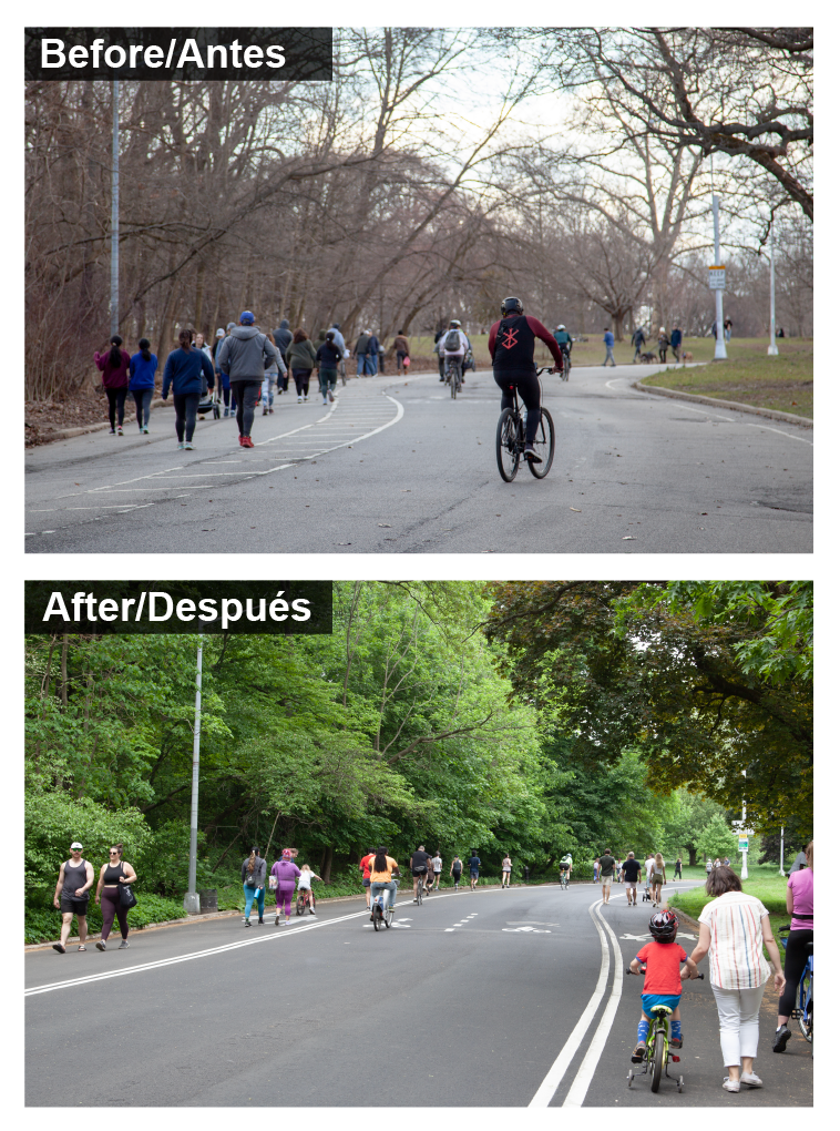 A before and after cross section in Prospect Park